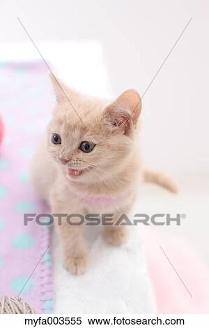 Domestic cat View Large Photo Image Stock Photography - Domestic cat. Fotosearch
