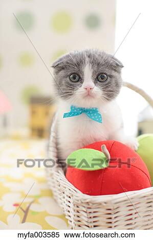 Domestic cat View Large Photo Image Stock Photography - Domestic cat. Fotosearch