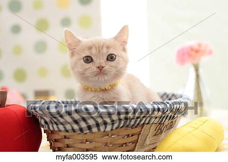 Domestic cat View Large Photo Image Stock Photography - Domestic cat. Fotosearch