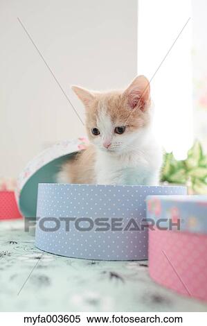 Domestic cat View Large Photo Image Stock Photography - Domestic cat. Fotosearch