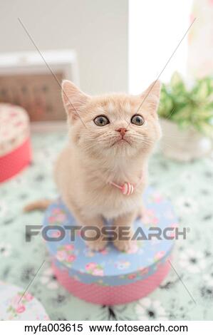 Domestic cat View Large Photo Image Stock Photography - Domestic cat. Fotosearch