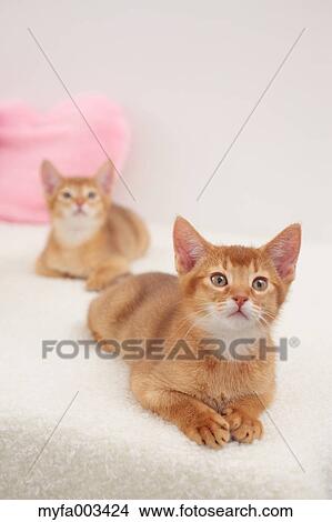Domestic cats View Large Photo Image Picture - Domestic cats. Fotosearch