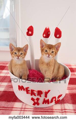 Domestic cats View Large Photo Image Picture - Domestic cats. Fotosearch