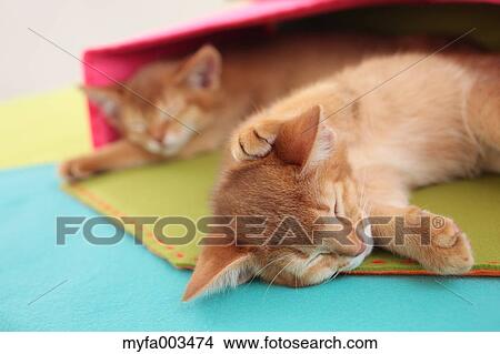 Picture - Domestic cats. Fotosearch