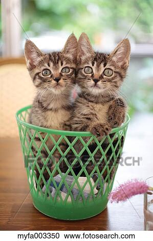 Domestic cats View Large Photo Image Stock Image - Domestic cats. Fotosearch