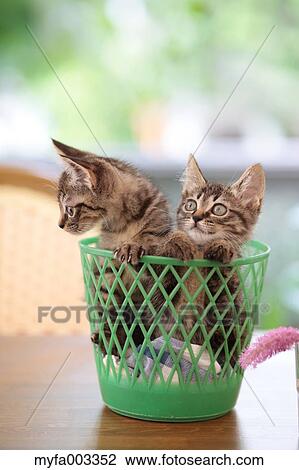 Domestic cats View Large Photo Image Stock Image - Domestic cats. Fotosearch