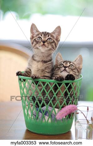 Domestic cats View Large Photo Image Stock Image - Domestic cats. Fotosearch