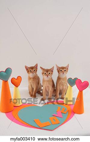 Stock Image - Domestic cats. Fotosearch