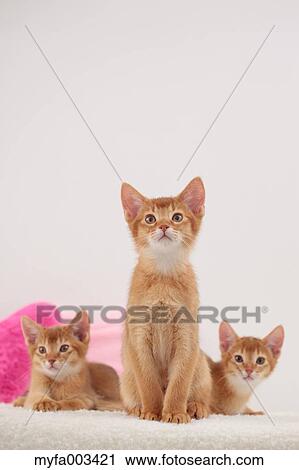Domestic cats View Large Photo Image Stock Image - Domestic cats. Fotosearch