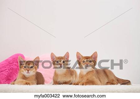 Domestic cats View Large Photo Image Stock Image - Domestic cats. Fotosearch