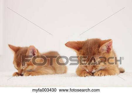 Domestic cats View Large Photo Image Stock Image - Domestic cats. Fotosearch