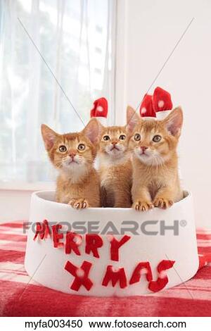 Domestic cats View Large Photo Image Stock Image - Domestic cats. Fotosearch