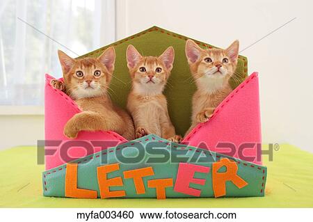 Domestic cats View Large Photo Image Stock Image - Domestic cats. Fotosearch