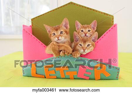 Domestic cats View Large Photo Image Stock Image - Domestic cats. Fotosearch