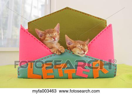 Domestic cats View Large Photo Image Stock Image - Domestic cats. Fotosearch