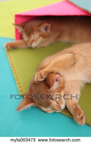 Domestic cats View Large Photo Image Stock Image - Domestic cats. Fotosearch