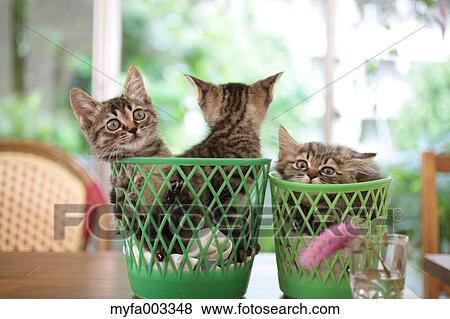 Domestic cats View Large Photo Image Stock Photo - Domestic cats. Fotosearch
