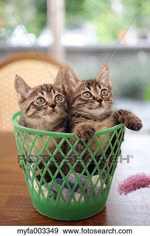 Domestic cats View Large Photo Image Stock Photo - Domestic cats. Fotosearch