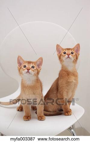 Stock Photo - Domestic cats. Fotosearch
