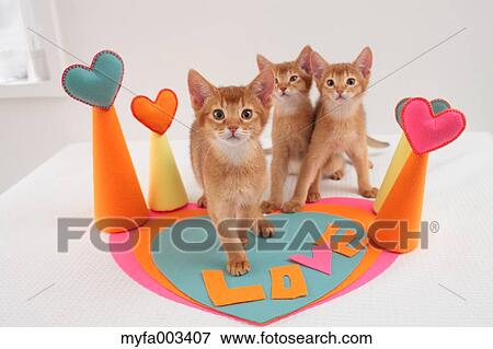 Domestic cats View Large Photo Image Stock Photo - Domestic cats. Fotosearch