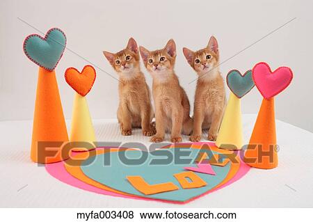 Domestic cats View Large Photo Image Stock Photo - Domestic cats. Fotosearch