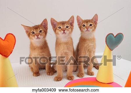 Domestic cats View Large Photo Image Stock Photo - Domestic cats. Fotosearch