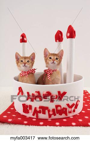 Domestic cats View Large Photo Image Stock Photo - Domestic cats. Fotosearch
