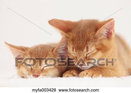 Domestic cats View Large Photo Image Stock Photo - Domestic cats. Fotosearch