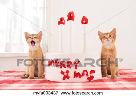 Domestic cats View Large Photo Image Stock Photo - Domestic cats. Fotosearch