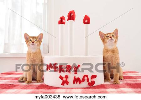 Domestic cats View Large Photo Image Stock Photo - Domestic cats. Fotosearch