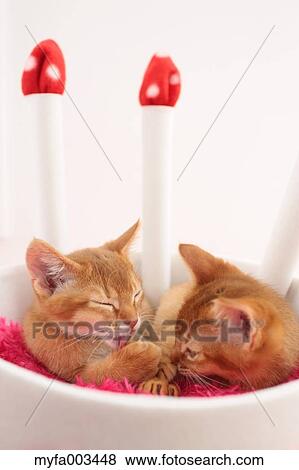 Domestic cats View Large Photo Image Stock Photo - Domestic cats. Fotosearch
