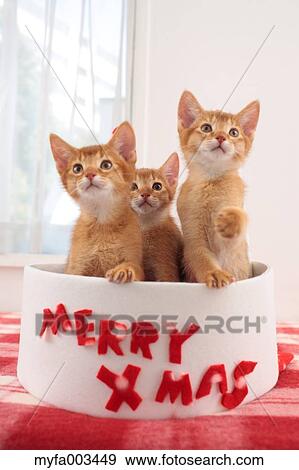 Domestic cats View Large Photo Image Stock Photo - Domestic cats. Fotosearch