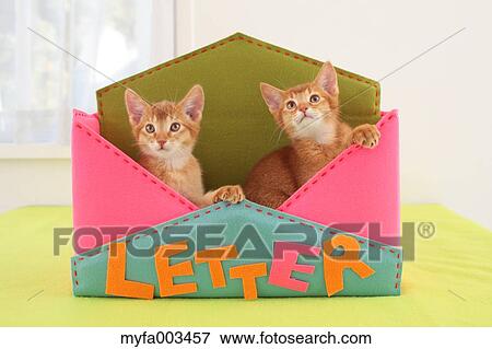 Domestic cats View Large Photo Image Stock Photo - Domestic cats. Fotosearch