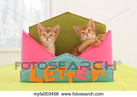 Domestic cats View Large Photo Image Stock Photo - Domestic cats. Fotosearch