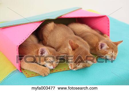 Domestic cats View Large Photo Image Stock Photo - Domestic cats. Fotosearch