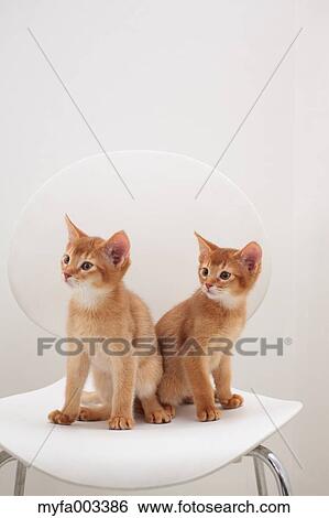 Domestic cats View Large Photo Image Stock Photograph - Domestic cats. Fotosearch
