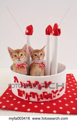 Domestic cats View Large Photo Image Stock Photograph - Domestic cats. Fotosearch