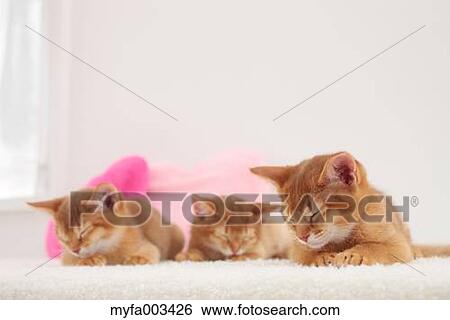 Stock Photograph - Domestic cats. Fotosearch