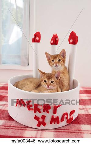 Domestic cats View Large Photo Image Stock Photograph - Domestic cats. Fotosearch