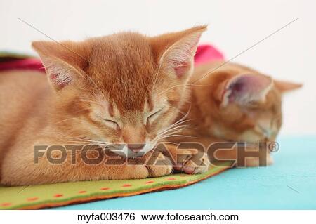 Stock Photograph - Domestic cats. Fotosearch