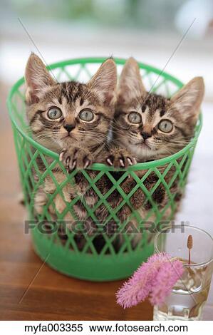 Stock Photography - Domestic cats. Fotosearch