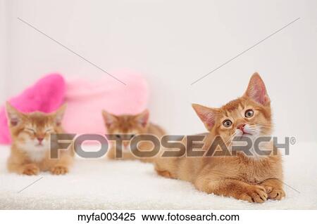 Domestic cats View Large Photo Image Stock Photography - Domestic cats. Fotosearch