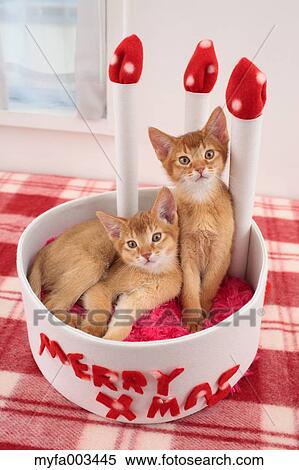 Domestic cats View Large Photo Image Stock Photography - Domestic cats. Fotosearch