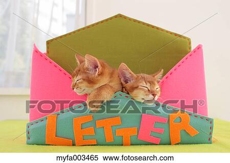 Domestic cats View Large Photo Image Stock Photography - Domestic cats. Fotosearch