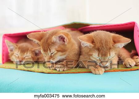 Domestic cats View Large Photo Image Stock Photography - Domestic cats. Fotosearch