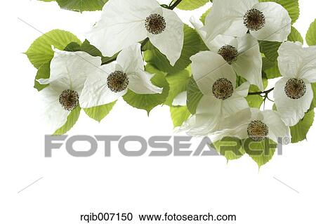 Dove Tree View Large Photo Image Stock Image - Dove Tree. Fotosearch