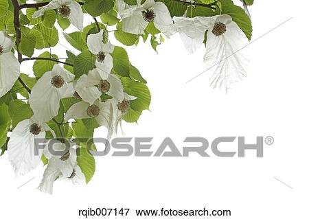 Dove Tree View Large Photo Image Stock Photo - Dove Tree. Fotosearch