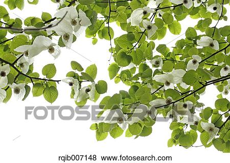 Dove Tree View Large Photo Image Stock Photo - Dove Tree. Fotosearch