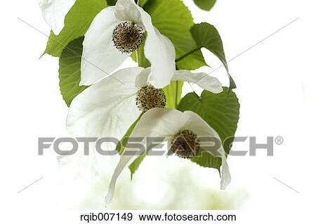 Stock Photo - Dove Tree. Fotosearch