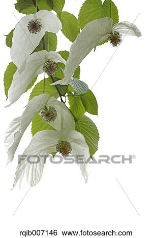 Stock Photograph - Dove Tree. Fotosearch